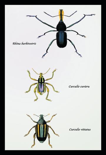 Beetles: Rhina Barbirostris  Curculio Cuvieru and C. Vittatus #1 12x18 Giclee on canvas