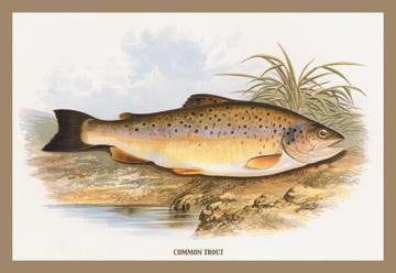 Common Trout 12x18 Giclee on canvas