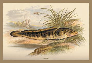 Burbot 12x18 Giclee on canvas