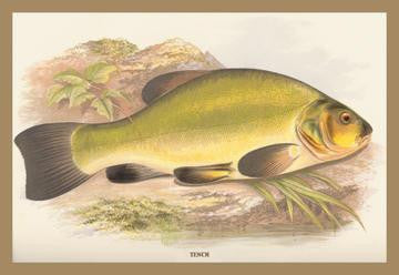 Tench 12x18 Giclee on canvas