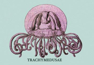 Jellyfish: Trachymedusae #1 12x18 Giclee on canvas