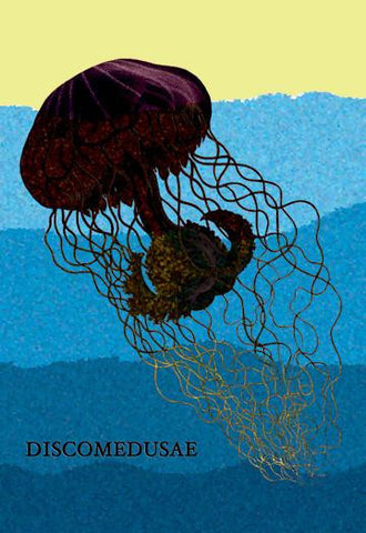 Jellyfish: Discomedusae #1 12x18 Giclee on canvas