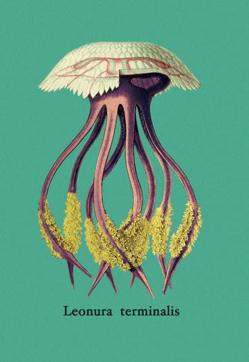 Jellyfish: Leonura Terminalis 12x18 Giclee on canvas