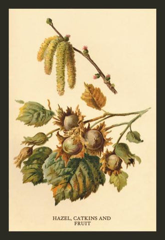 Hazel  Catkins and Fruit 12x18 Giclee on canvas