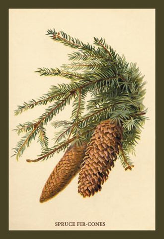 The Spruce Fir-Cones 12x18 Giclee on canvas