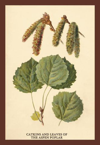 Catkins and Leaves of the Aspen Poplar 12x18 Giclee on canvas