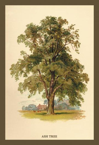 Ash Tree 12x18 Giclee on canvas