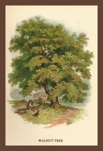 Walnut Tree 12x18 Giclee on canvas