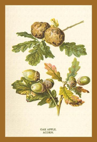 Oak Apple Acorn 12x18 Giclee on canvas