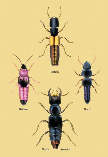 Beetles from Britain  Brazil  and North America #2 12x18 Giclee on canvas