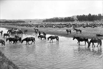 Horses crossing the river at Round-up Camp 12x18 Giclee on canvas