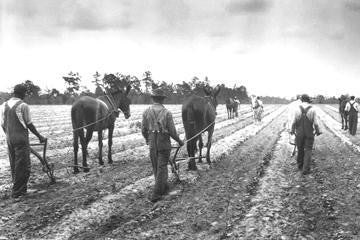 Cultivating Cotton Demonstration 12x18 Giclee on canvas