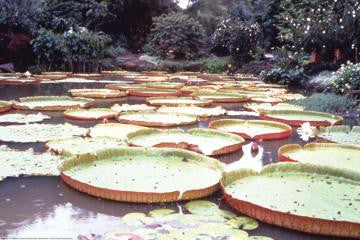 5 Foot Lily Pads 12x18 Giclee on canvas