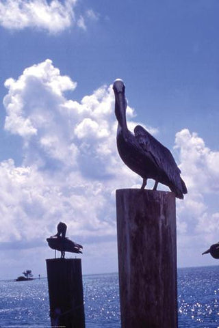 Pelican 12x18 Giclee on canvas