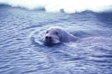 Bearded Seal 12x18 Giclee on canvas