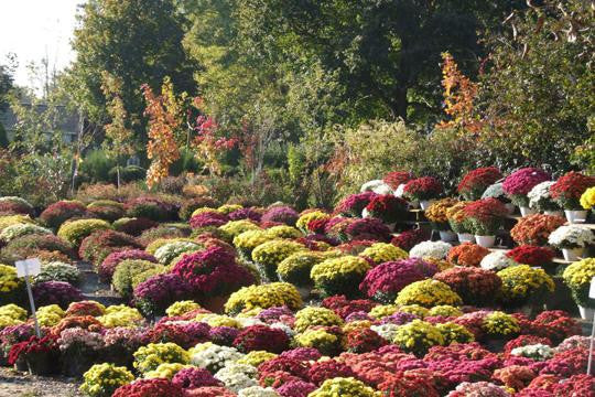 Assorted Mums 12x18 Giclee on canvas