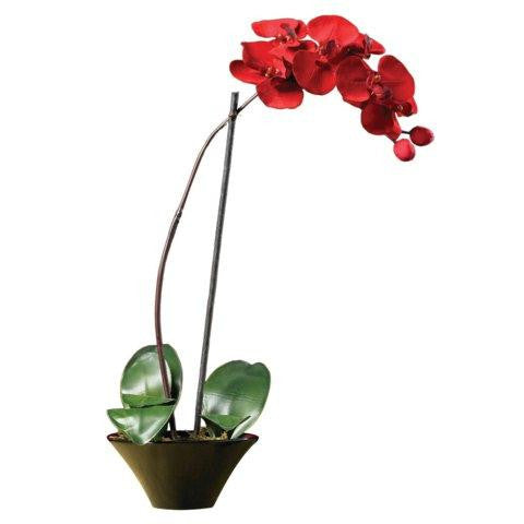 Holiday Phalaenopsis Orchid Arrangement