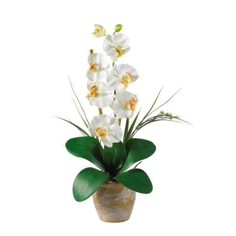 Cream Single Stem Phalaenopsis Silk Orchid Arrangement