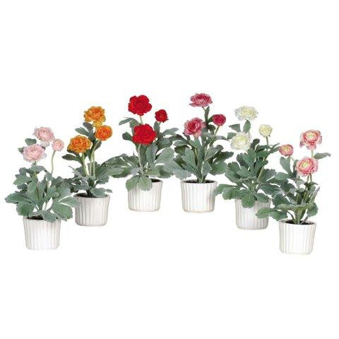 Ranunculus w-White Vase (Set of 6)