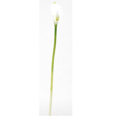 Cream Calla Lilly Silk Flower (12 Stems)