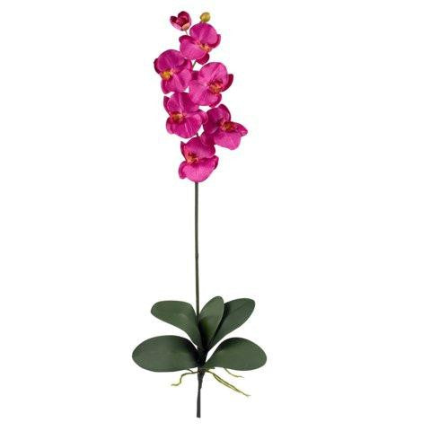 Beauty Phalaenopsis Stem (Set of 12)