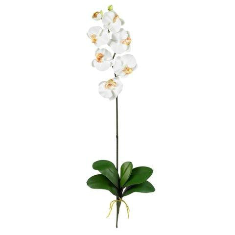 Cream Phalaenopsis Stem (Set of 12)