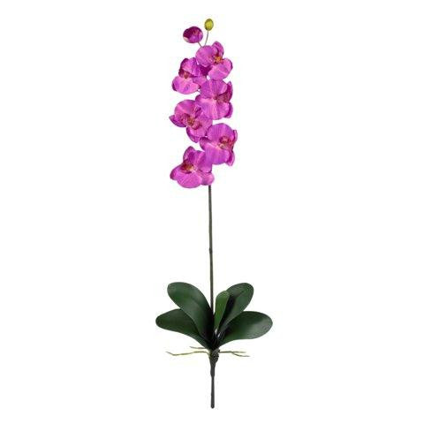 Orchid Phalaenopsis Stem (Set of 12)