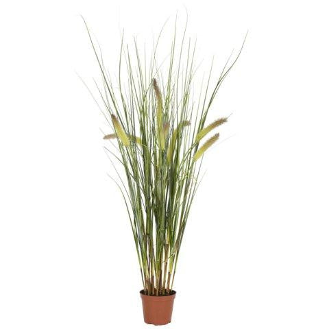 2.5 Ft Grass Plant