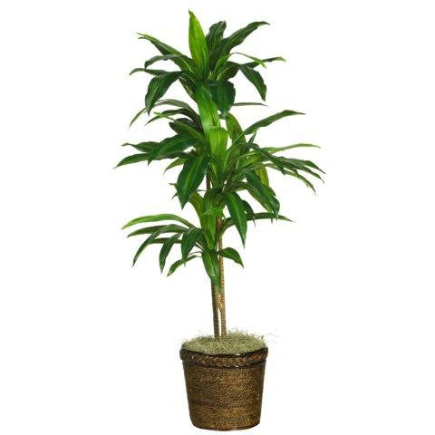 48 Inch Dracaena w-Basket Silk Plant (Real Touch)