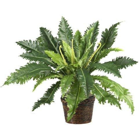 Marginatum w-Wicker Basket Silk Plant