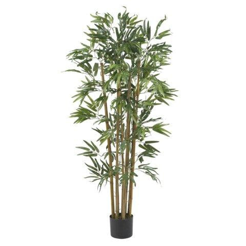 4 Ft Multi Bambusa Bamboo Silk Tree