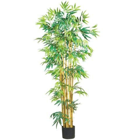 5 Ft Multi Bambusa Bamboo Silk Tree