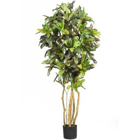 5 Ft Croton Silk Tree