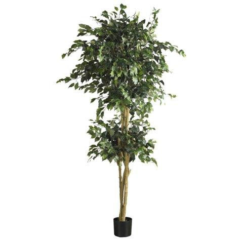 6 Ft Double Ball Ficus Silk Tree