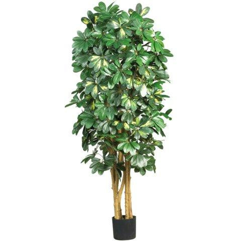 5 Ft Schefflera Silk Tree