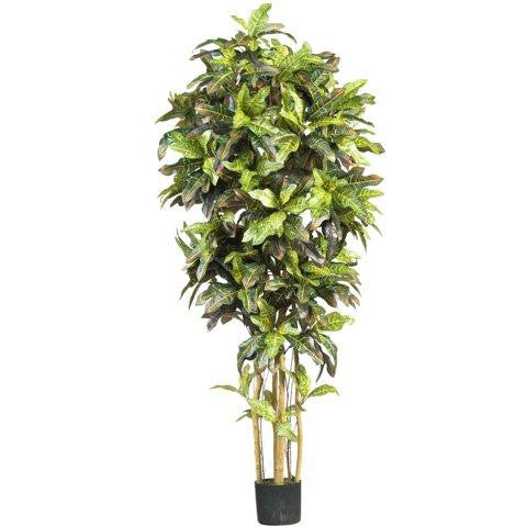 6 Ft Croton Silk Tree