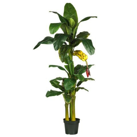 6 Ft Triple Stalk Banana Silk Tree