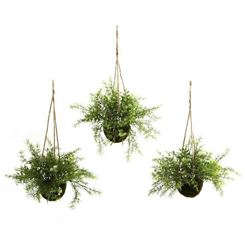 Ruscus Sedum and Springeri Hanging Basket (Set of 3)