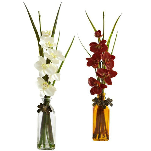 Phalaenopsis w-Colored Jar (Set of 2)