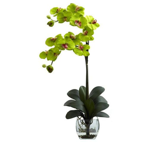 Green Double Phal Orchid w-Vase Arrangement