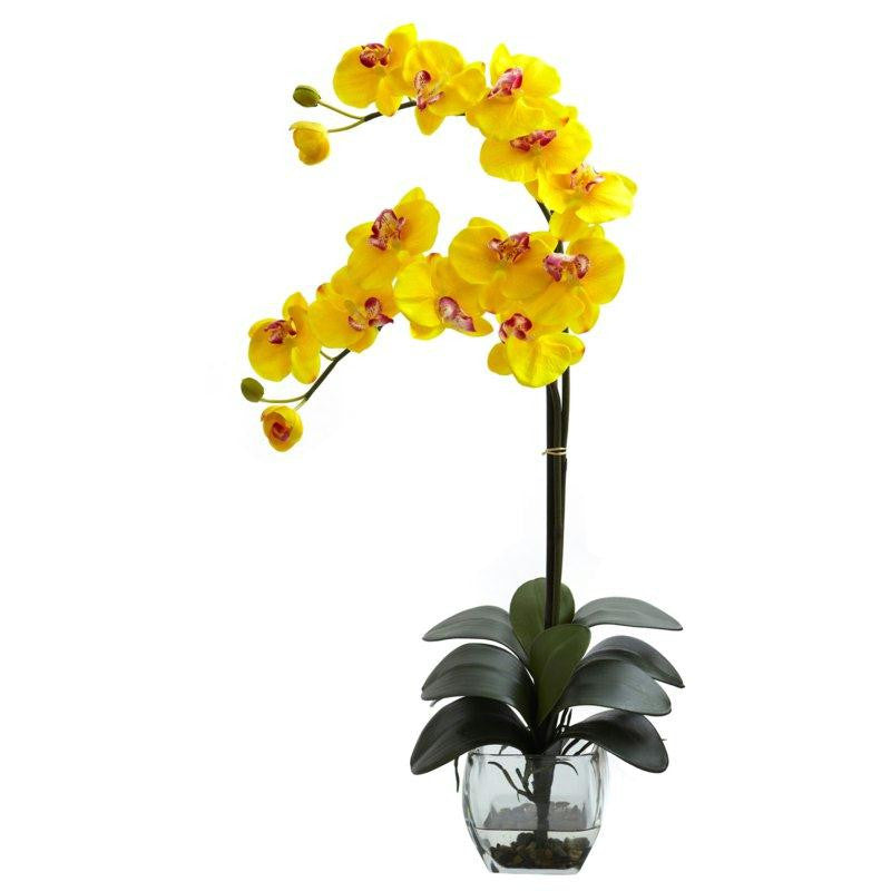 Yellow Double Phal Orchid w-Vase Arrangement