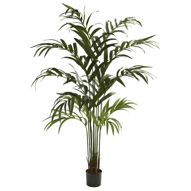 6Ft Kentia Palm Tree