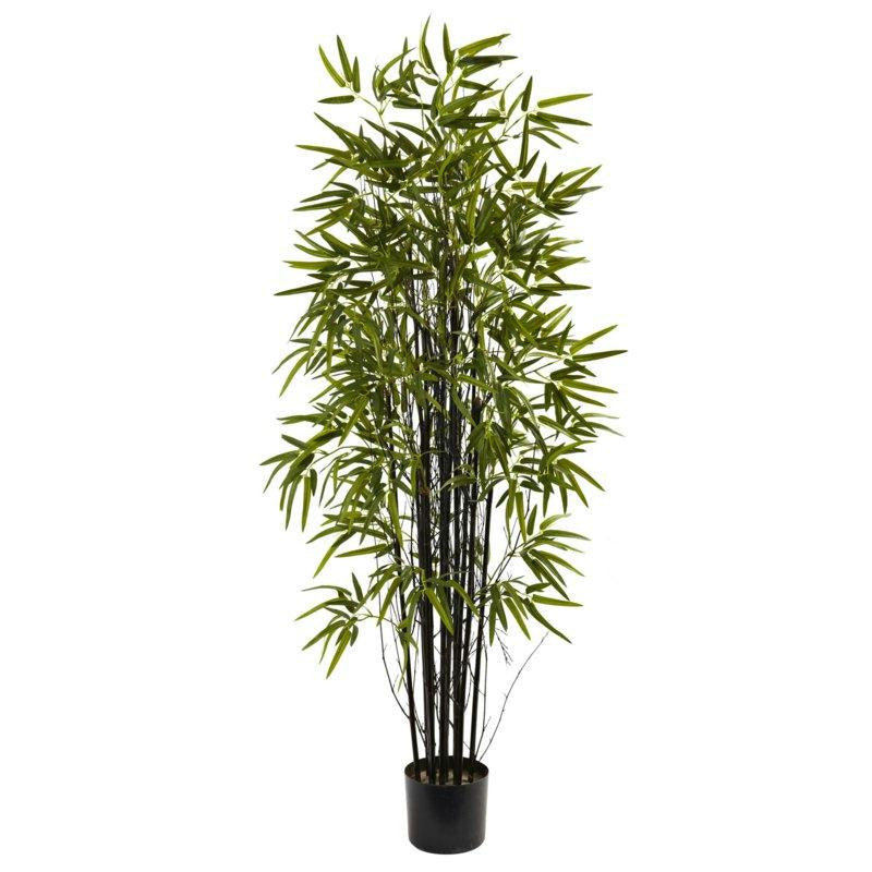 5Ft Black Bamboo Tree