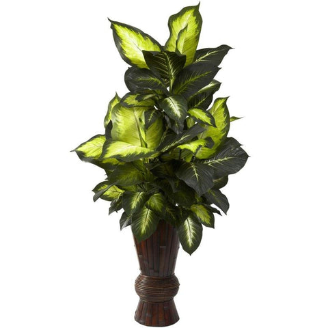 Golden Dieffenbachia w-Bamboo Planter