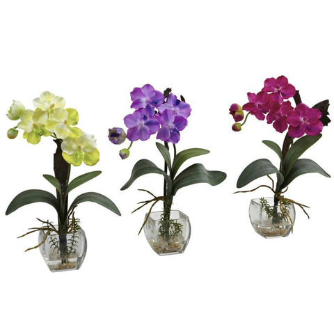 Mini Vanda Orchid Arrangement (Set of 3)